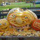 growing-vegetables-101-pumpkins-how-to-grow-them-maybe-even-a-giant-one