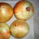 Select 4 large onions
