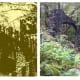 a-hike-through-madame-sherri-forest-and-a-look-at-her-stairway-to-heaven