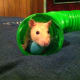 Rats are lovable animals with lots of energy and personality!
