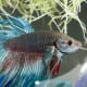 Betta fish only require a small living space and have gorgeous colors!