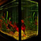 Fish tanks can look stunning with enough decorations, plants and lights.