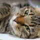 Cats prefer to do their own thing and seek out attention when they want it!