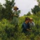 Two girls and a young boy, picking blueberries among the ferns. I thought this was a very sweet painting. 1911, by Charles Courtney Curran.