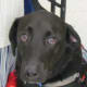 Onyx, serves as a balance dog for his owner. She explained how much they enjoyed the event.