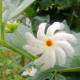 night jasmine flower