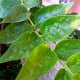 night jasmine leaves