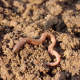 Earthworm