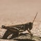 Grasshoppers