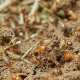 Termites