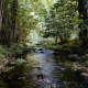 Stream