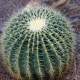 Barrel Cactus