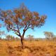 Bloodwood Tree