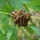 Caterpillars