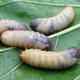 Grubs
