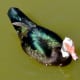 Muscovy Duck