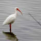 White Ibis
