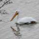 American White Pelican