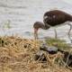 White Ibis