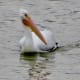 American White Pelican