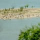 Looking down on an island filled with birds from halfway up the hill in the park.