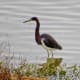 Tricolored Heron