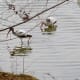 White Ibis