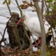 White Ibis