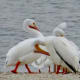 A flock of American White Pelicans at Archbishop Joseph Fiorenza Park