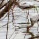 White Ibis