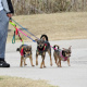 Dogs being walked
