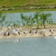 Many birds on one of the islands at Archbishop Joseph A. Fiorenza Park…The photo was taken with a zoom lens of my camera.