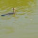 Neotropic Cormorants in Archbishop Joseph A. Fiorenza Park - One has a fish in its mouth!