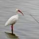 White Ibis