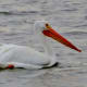 American White Pelican