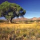 Willcox
