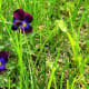 And Violets Surprise