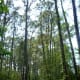 Wooded Pathways, Teaming with Life