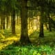 Shafts of Sunlight, Slicing through the Foliage, Illuminating their Colorful Vestments