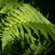 Ferns and Fungi, Sweet Earthy Smells Permeating the Air