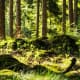 Moss Cushioning the Earth, Towering Cathedral of Trees