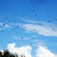 A Sudden Fluttering of Wings, As Avian Pilots Skim the Air