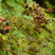 Beetles and Berries, Vines Intertwine