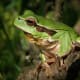Symphonic Notes, Orchestrated by Frogs