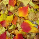 Walking into a Forest Alone, Footsteps Softened by Nature's Carpet
