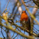 Join Sweet Melodies of Birds, Singing Solo, Occasionally Providing a Forested Choir of Songs, Pleasant to the Ears