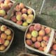 White Mellow Georgia Peaches - Ronnie Kirkley