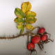 The Rugosa Rose has more hips and more thorns than the typical garden rose.