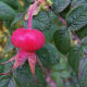 A Beautifully Colored Hip