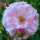 Hybrid Rugosas are "doubles" having numerous, informally-formed petals.